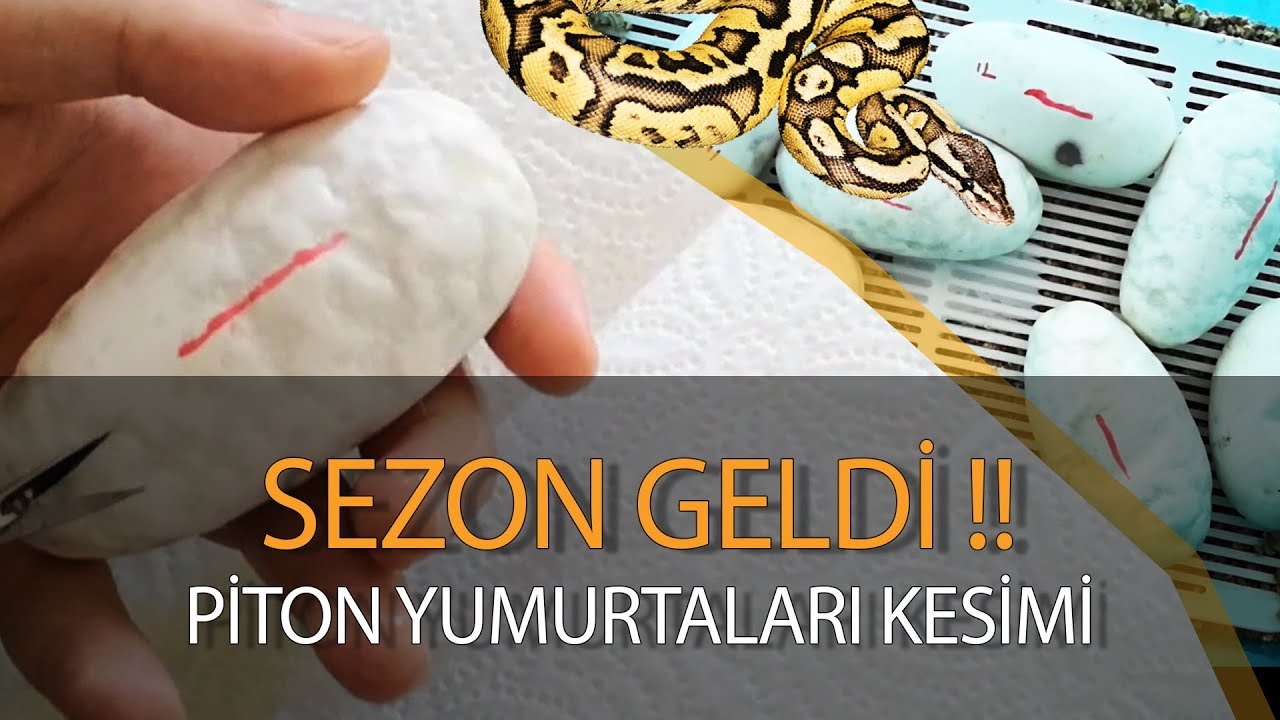 SEZONUN YENİ PİTON YUMURTALARI! YILAN YUMURTA KESİMİ