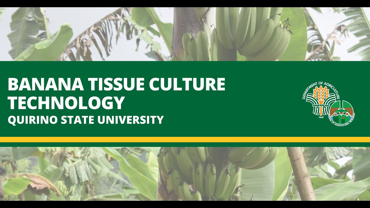 Banana Tissue Culture Technology mula sa Quirino State University
