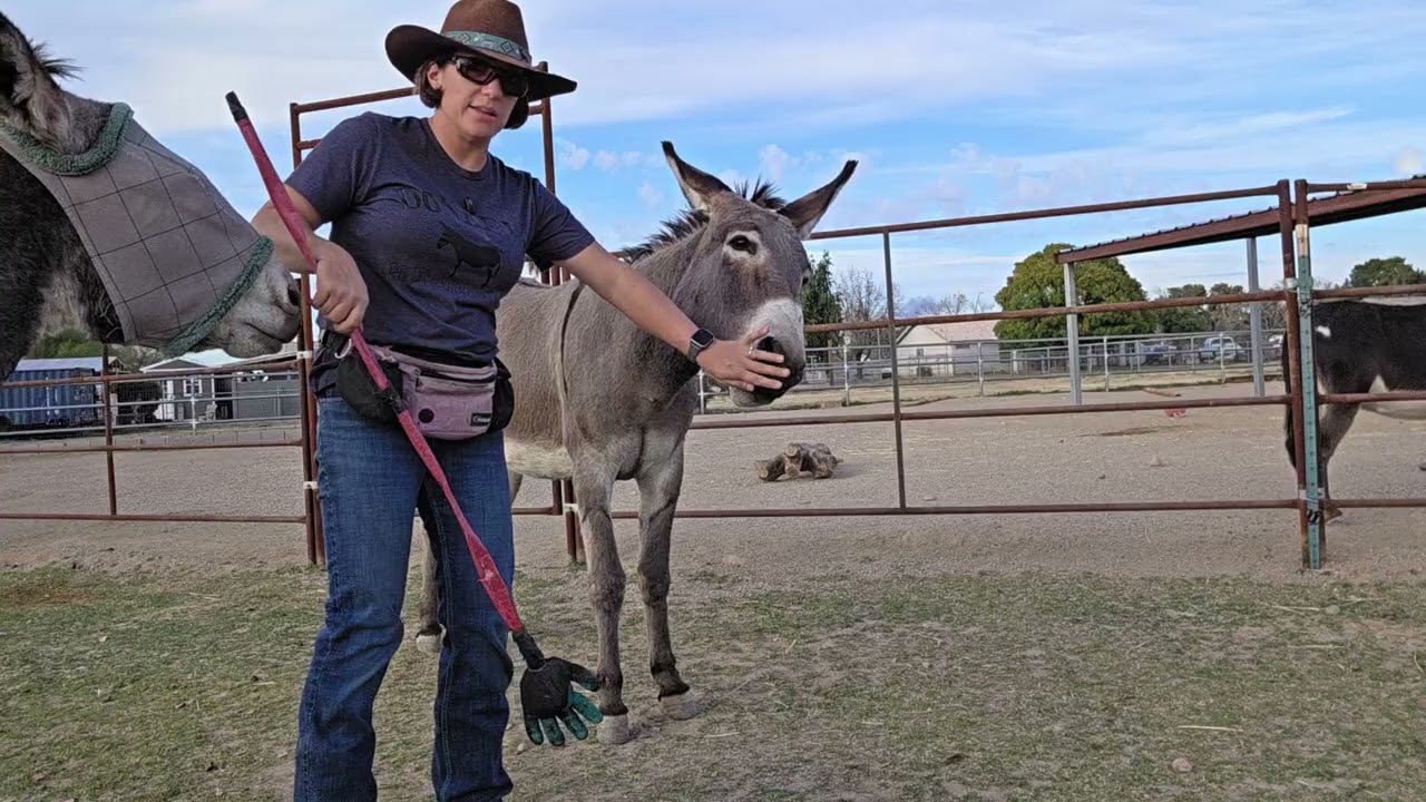 Introducing Pablo to the hand on a stick 2/2 #donkeytraining 