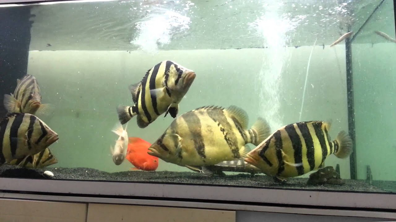 indo tiger and siam tiger