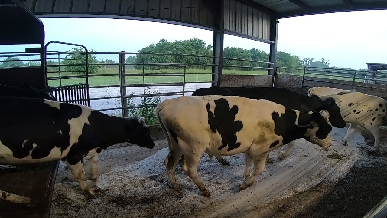 Selling My First Group of Calves at Just 20 YEARS OLD!