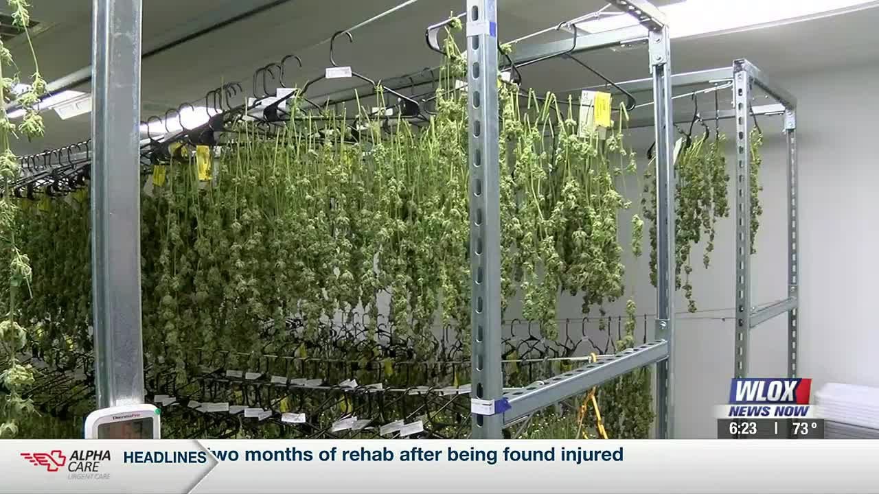Sunplex Cannabis growing medical marijuana in Jackson County