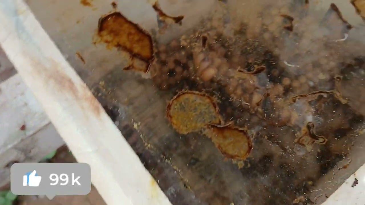 Divisão Mais Resultado, veja até o final, Uruçu Nordestina (Melipona Scutellaris)