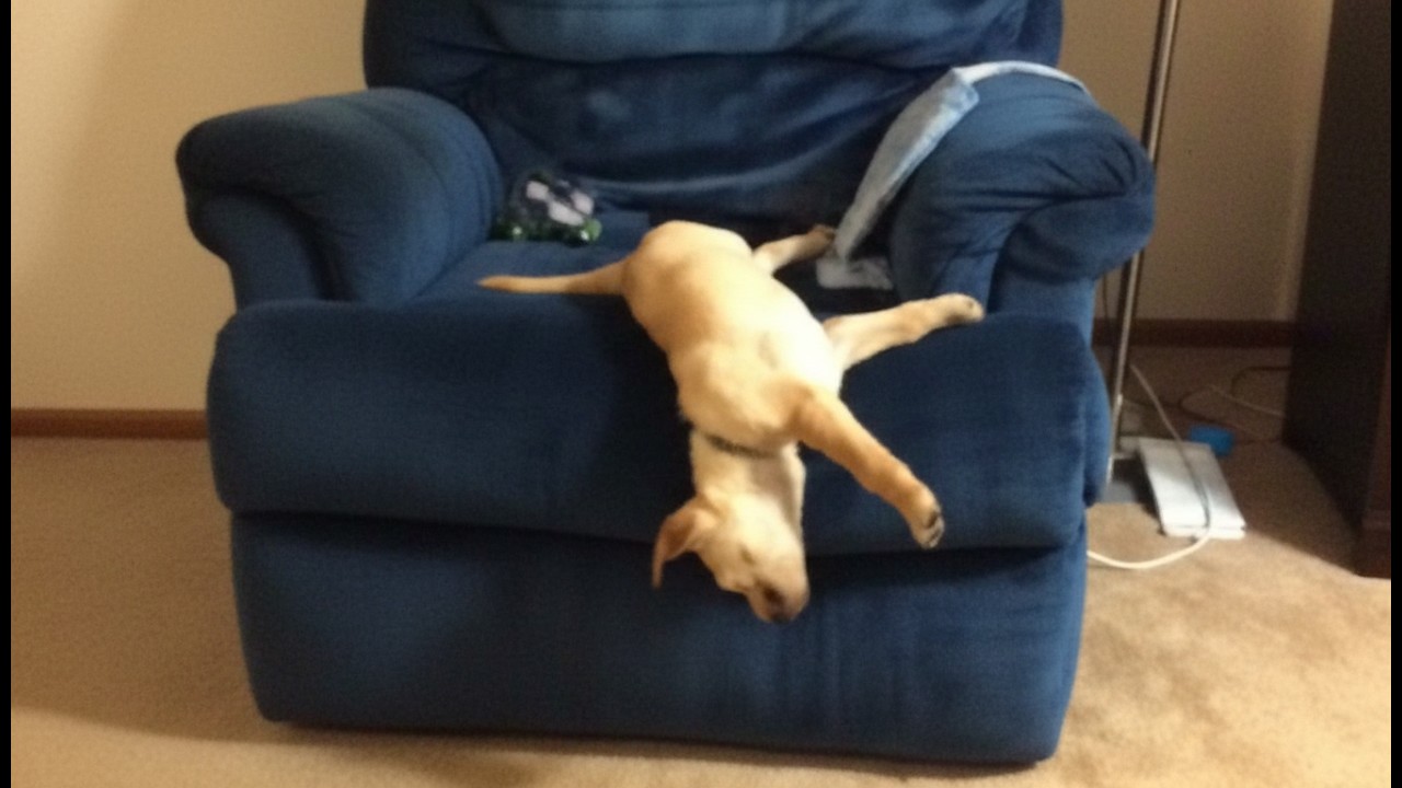Funny and cute pets part 1.