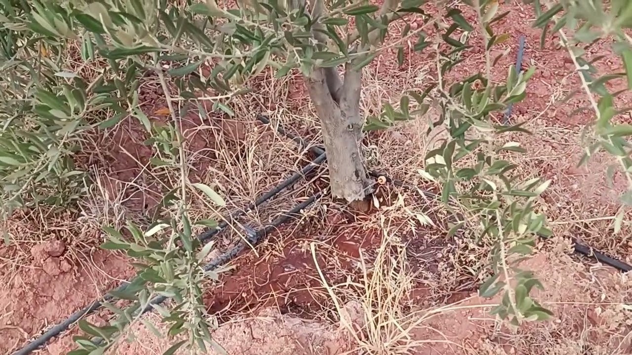 irrigation régulière