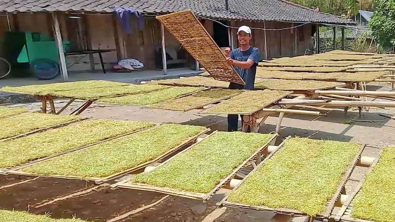 Drying Tobacco / Sun-Curing Tobacco in FOUR Days