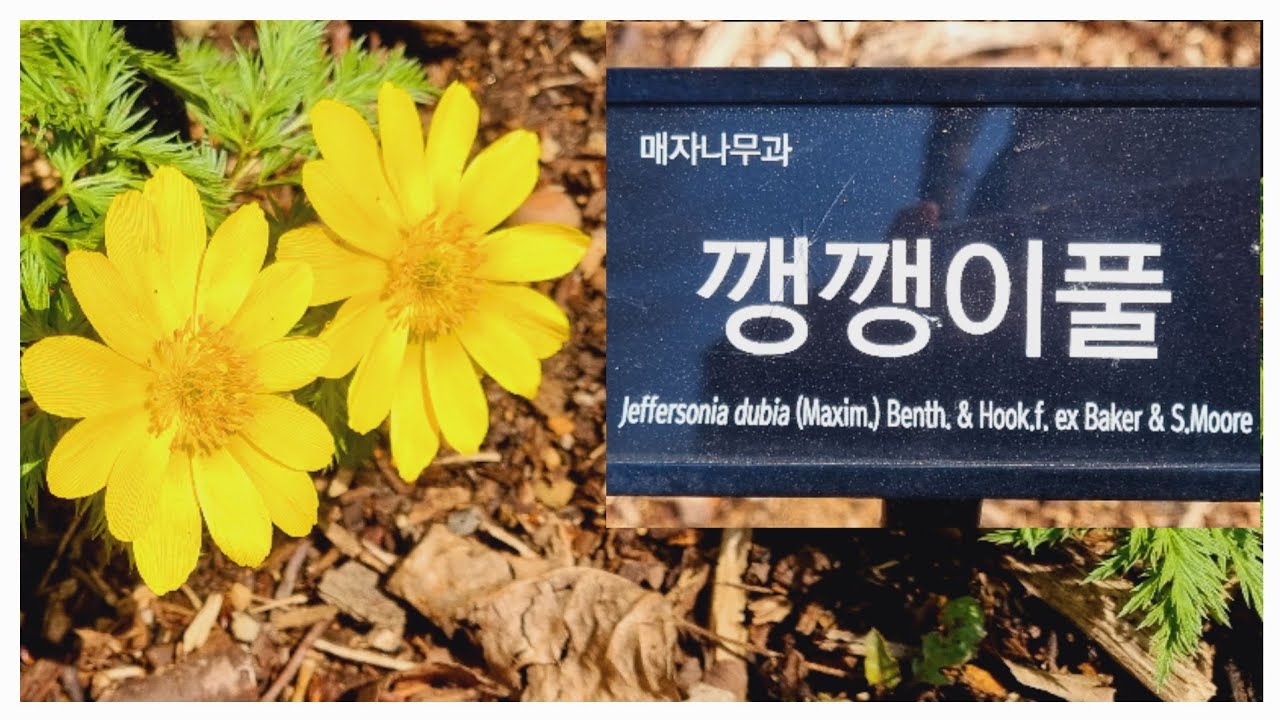 노랑깽깽이풀 Yellow Jeffersonia Dubia