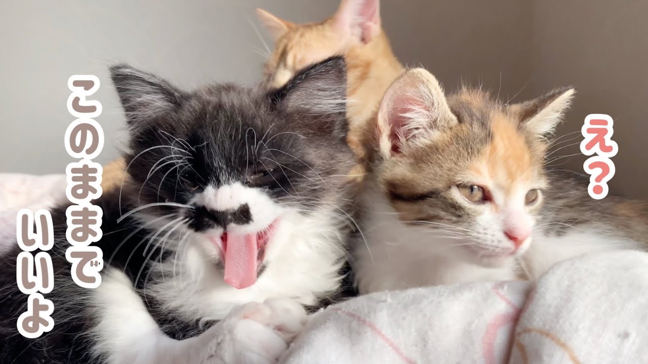 模様替えするね。新しい寝室に戸惑う子猫たちの反応が可愛かった