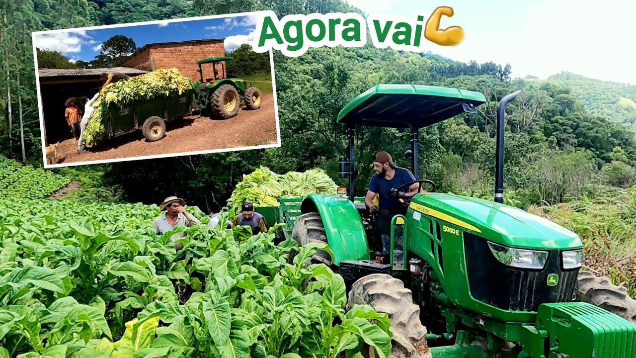 COLHENDO E PUXANDO FUMO COM TRATOR 🚜/TRATOR JOHN DEERE 5060E NA LIDA DO TABACO