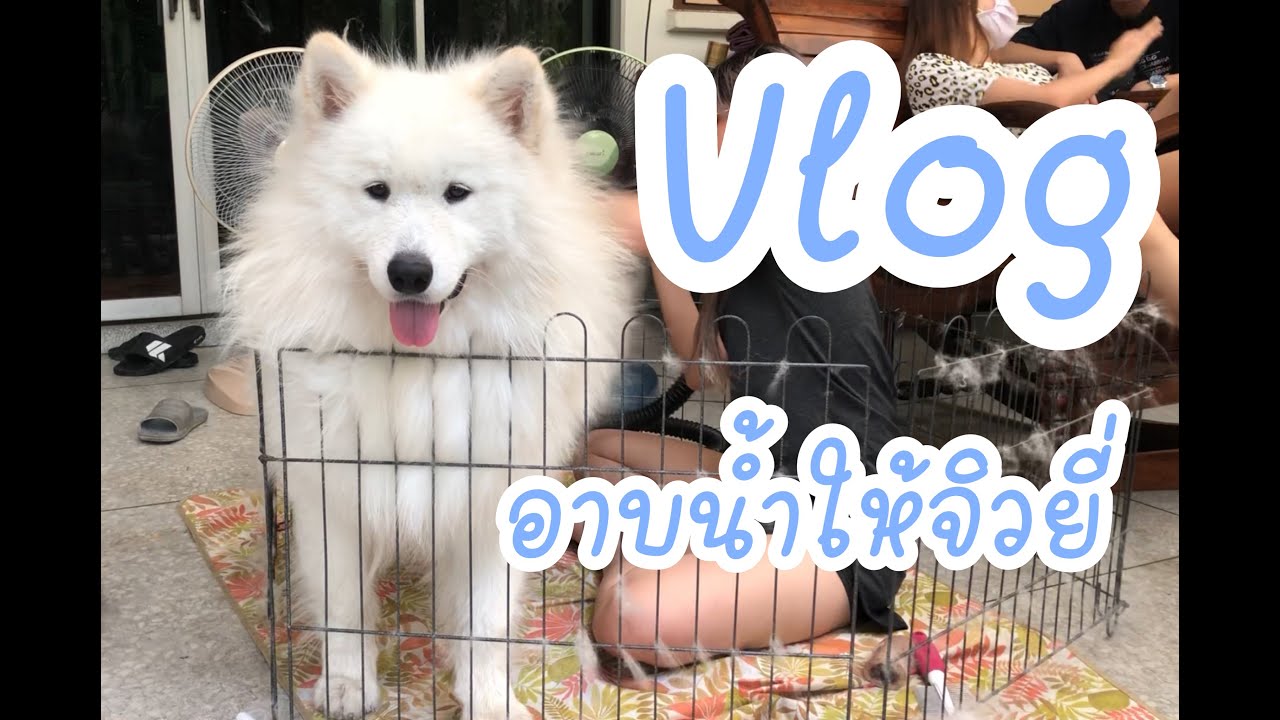 Vlog - อาบน้ำซามอยด์ samoyed grooming l Jiwyi diary
