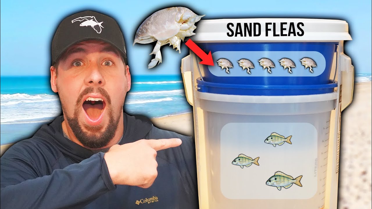 ULTIMATE SAND FLEA LIVEWELL