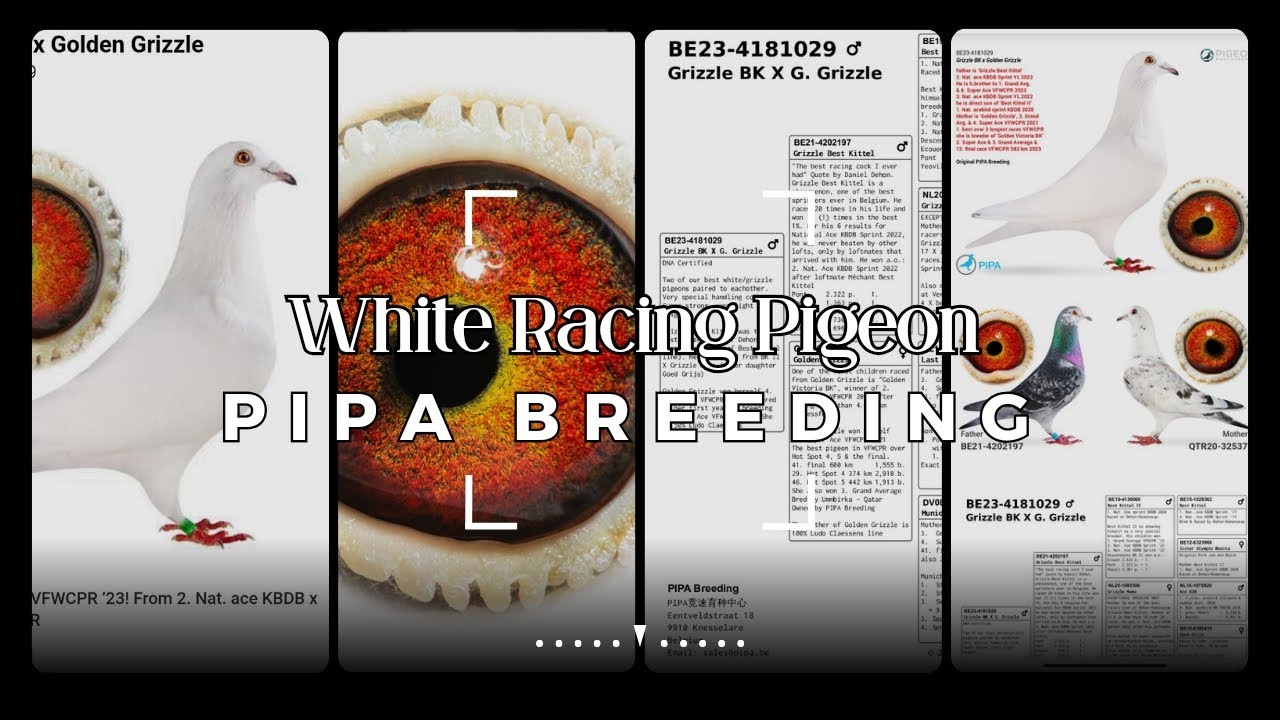 Beautiful White Racing Pigeon From Pipa Breeding For Sale In Pipa Pigeons Auction