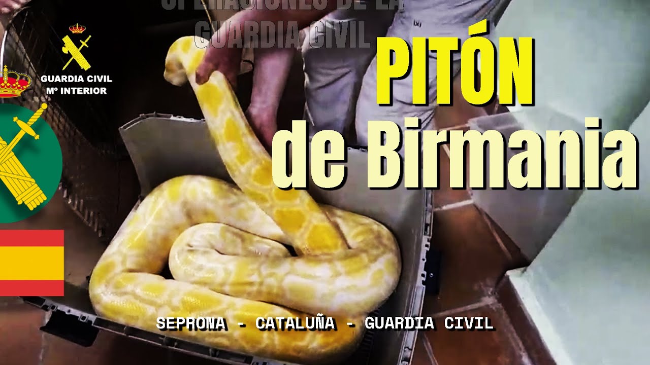 Intervenidas una "Boa Constrictor" y una "Pitón de Birmania" en Cataluña