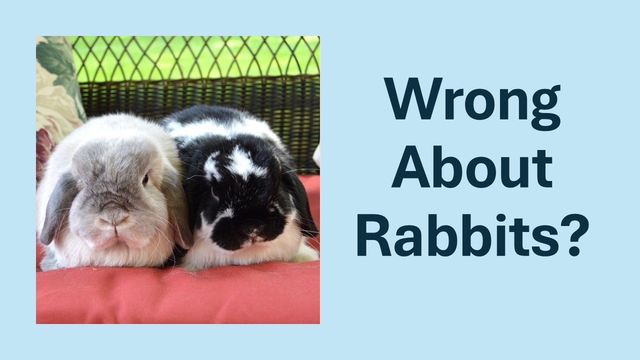 Don't Believe These 9 Rabbit Myths