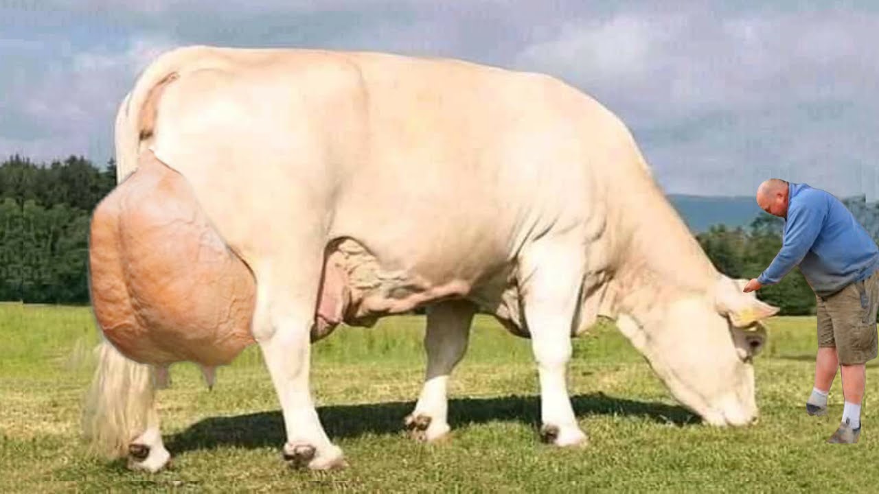 Most expensive cow breed in the world⭐️Nelore cow⭐️Nelore pintendo⭐️cow price 4.3 million dollars