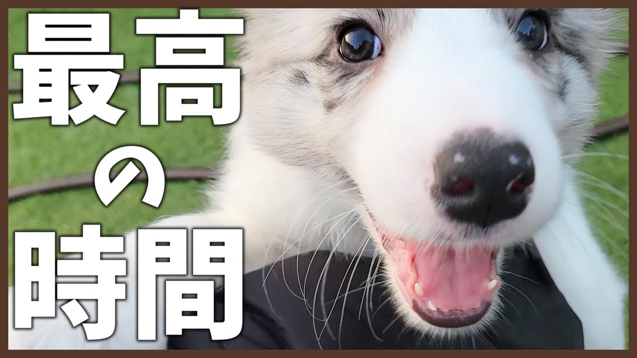【お知らせあり】親犬と走る最高の思い出作り♪【ボーダーコリー子犬】