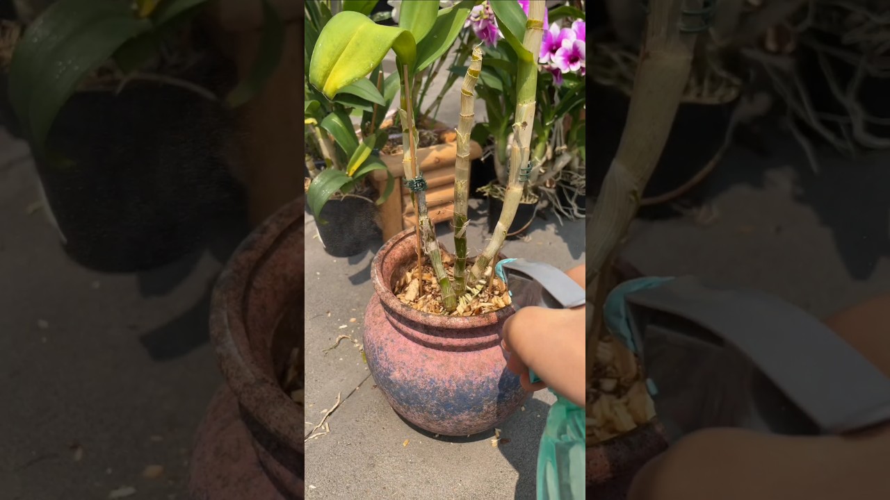 repotting dendrobium orchid plant with short tutorial method 🌱🌵 🌴🌵🌴🌻🌿🌿🌱🌲🌲#orchid #plants