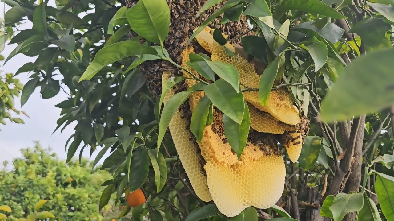 Bee Removal from Orange Tree