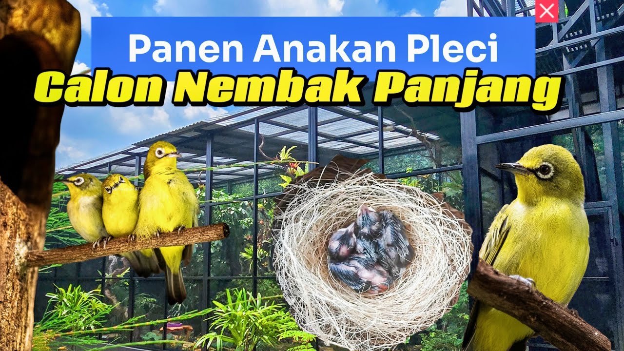 TERNYATA BETERNAK PLECI ITU MUDAH YA✅Asal tau dan paham karakternya✅(AVIARY PLECI DX 87).