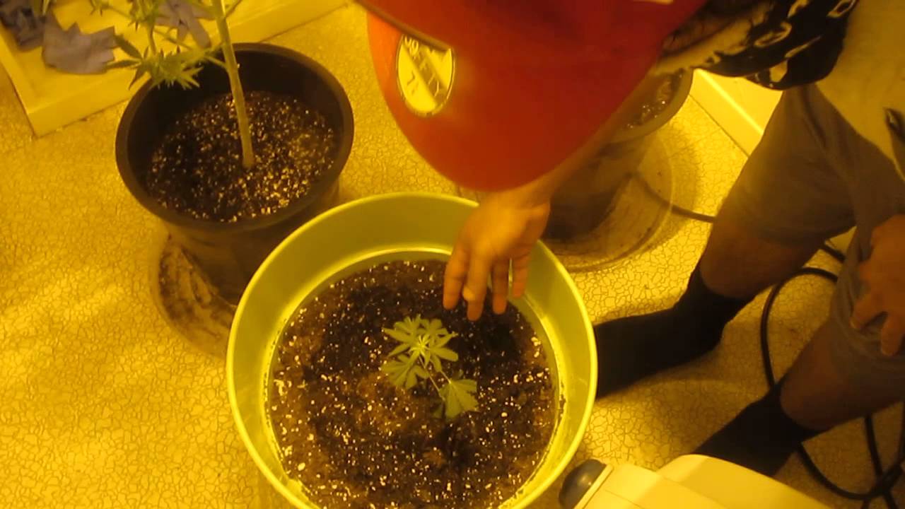 Critical Hog Flowering