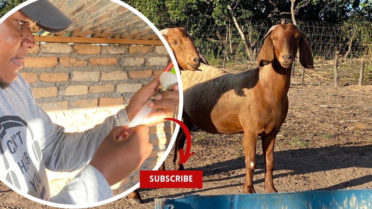 How to manage Pulply kidney (enterotoxemia) in goats- CRISIS intervention