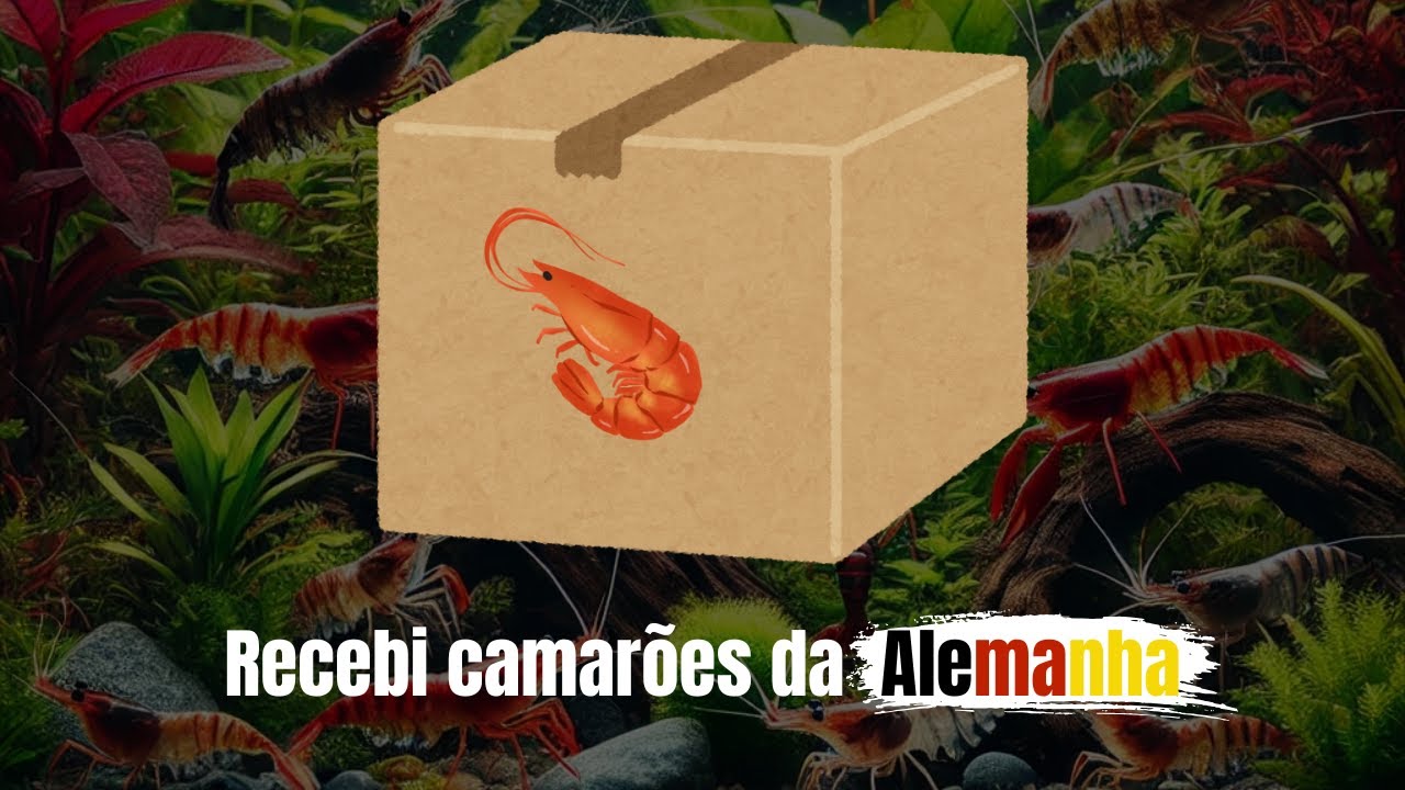 Chegada e aclimatação de camarões ornamentais
