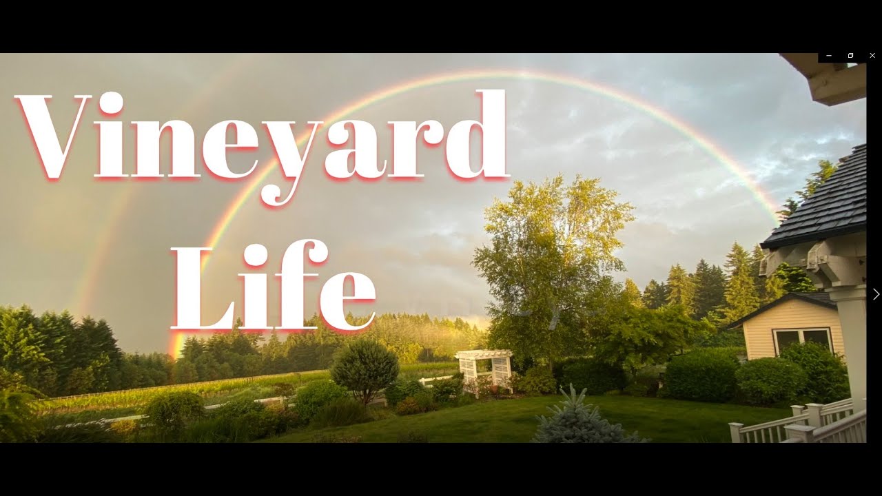 Vineyard Life