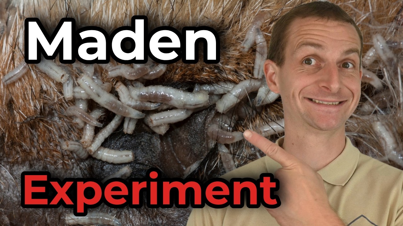 Fleischfliegen - Maden züchten - Nährstoffkreislauf | ImmoTrainer Hauswart Wetzikon