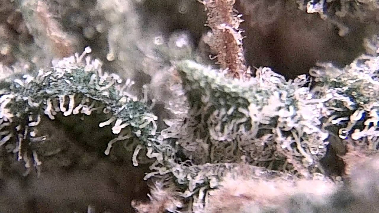 Ep 400 Blue God Bud Strain Review 1080p Hd Jordan of the Islands medical  marijuana weed pot