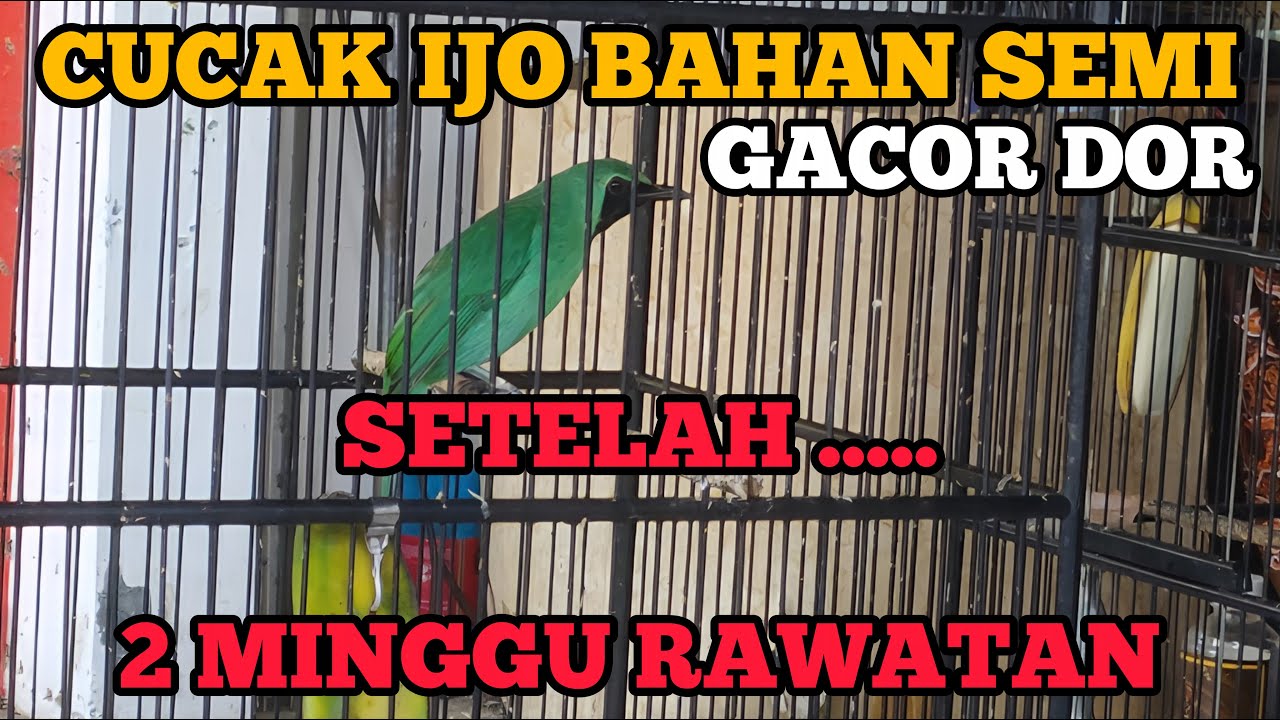Perawatan Cucak Ijo Bahan Setting JEBOL BIRAHI makin edan !