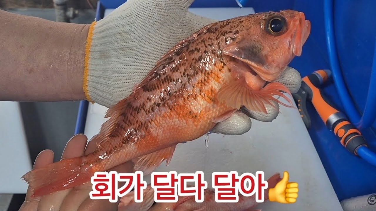 홍감펭 회맛을 아시나요? 회가 달다 달아~👍