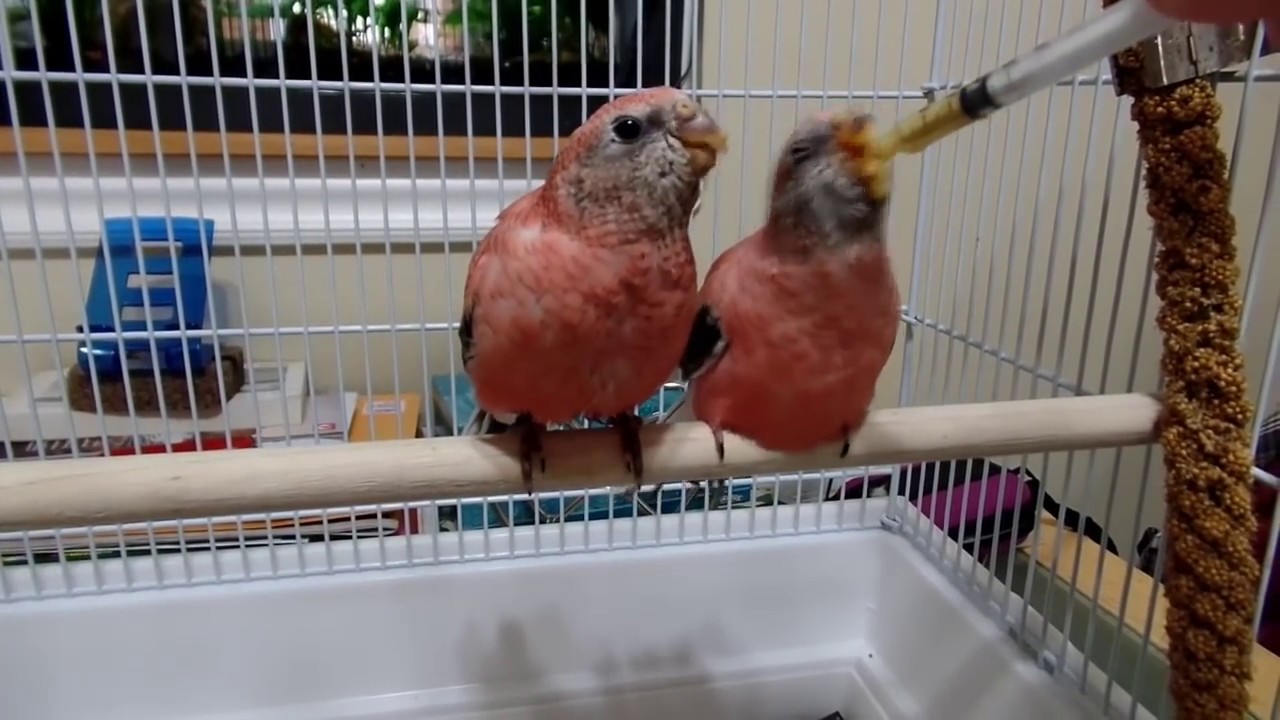 Hand feeding Rosey Bourke Parakeets and a Scarlet Chested Parakeet