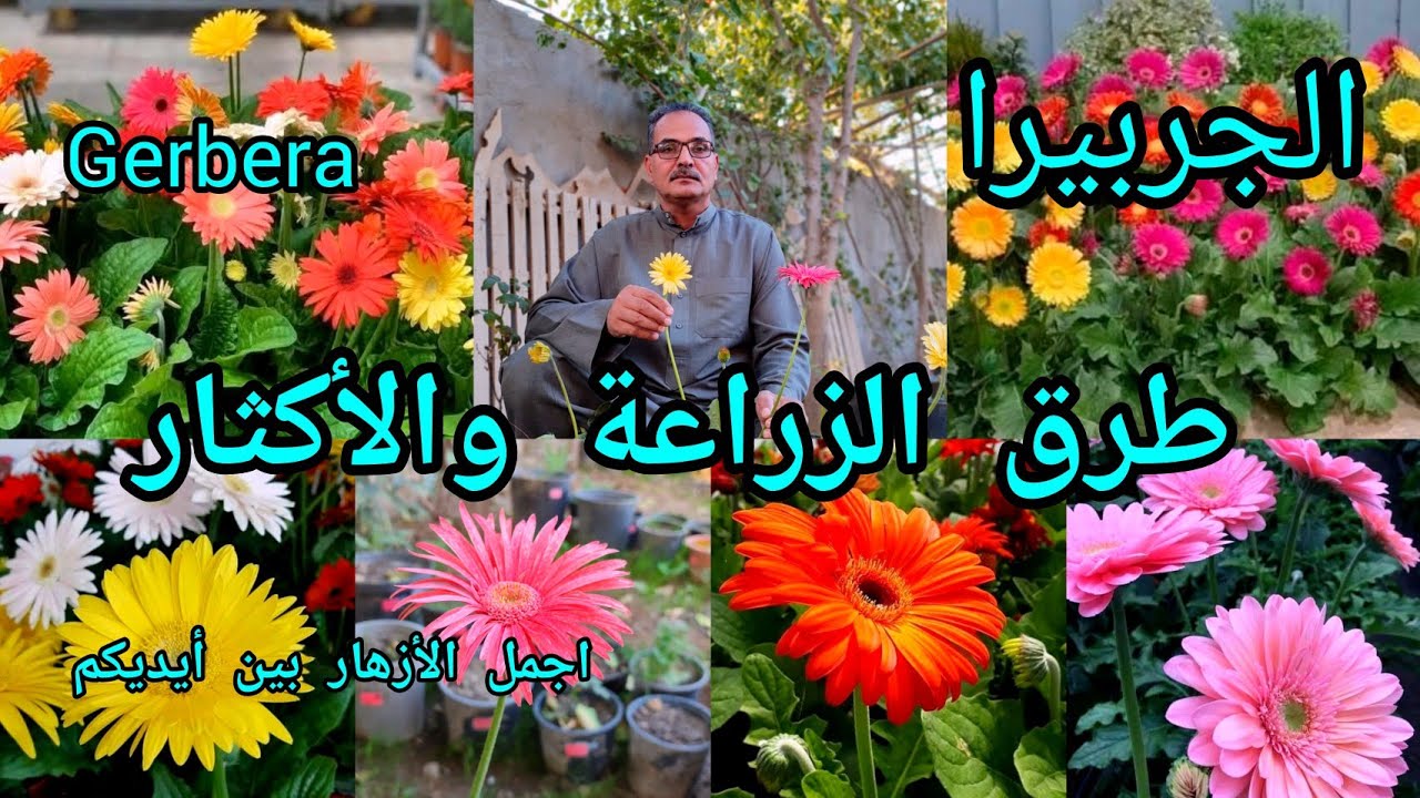 طرق الزراعة وأكثار الجربيرا أو الجربره Gerbera ازهارها فائقة الجمال دائمة الخضرة في الحديقة المنزلية
