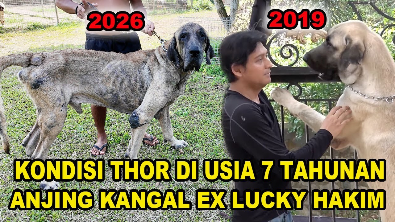 Kondisi Thor Anjing Kangal Milik Lucky Hakim Di Tahun 2026