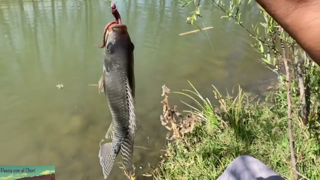 Segunda pesca con anzuelo en el río y saludos