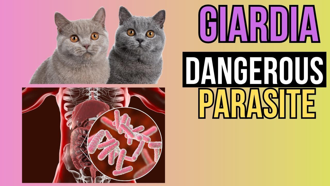 Giardia in Cats  A Comprehensive Guide