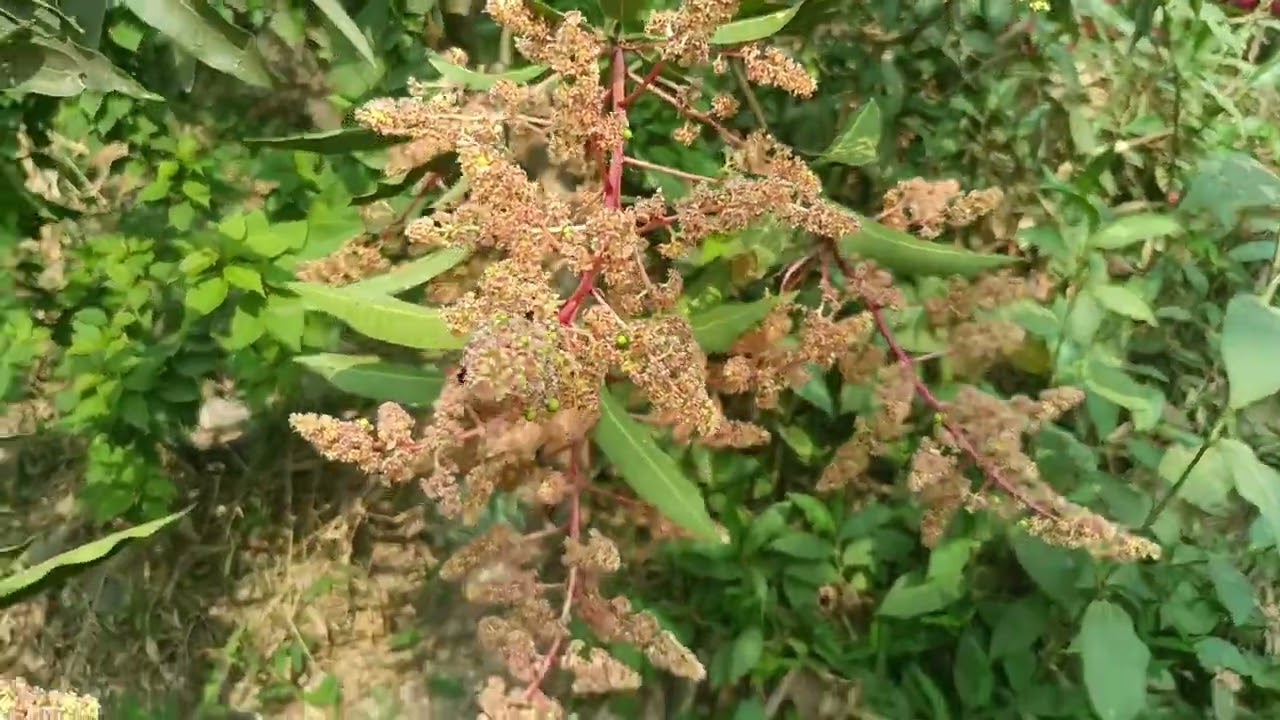 Spring time #mango blossoms#flowering