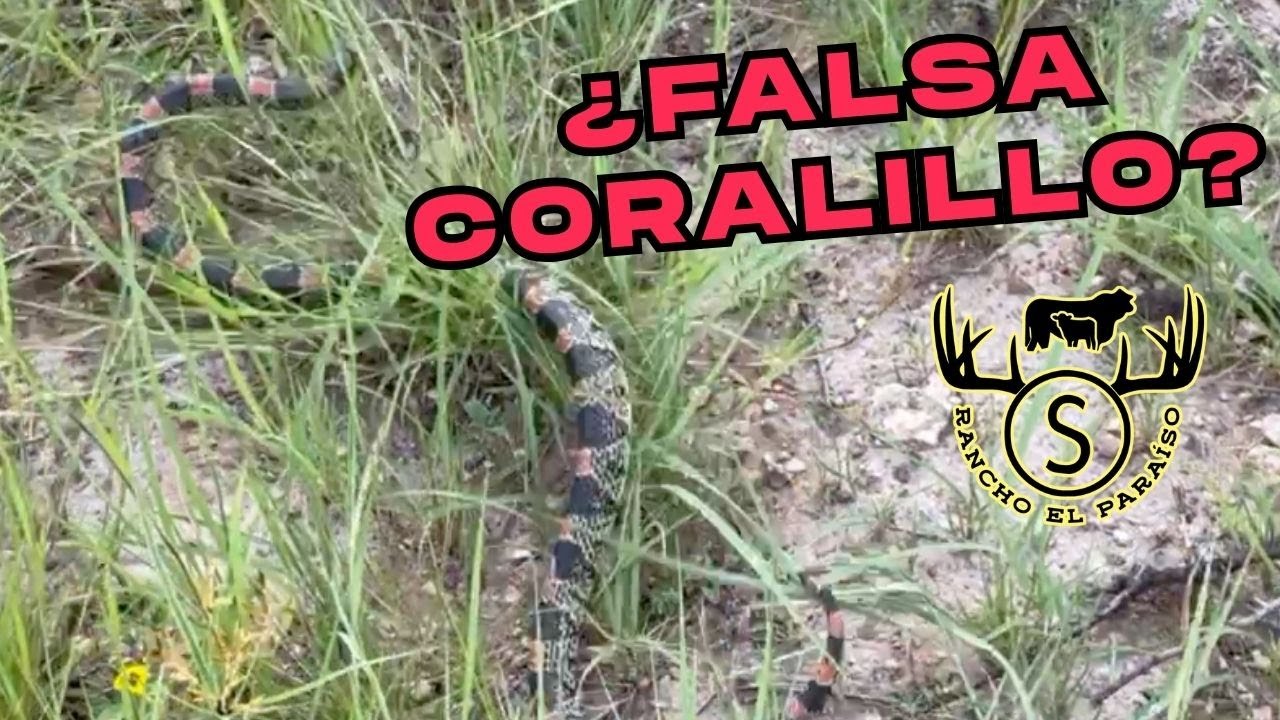 ¿Serpientes víboras o culebras?