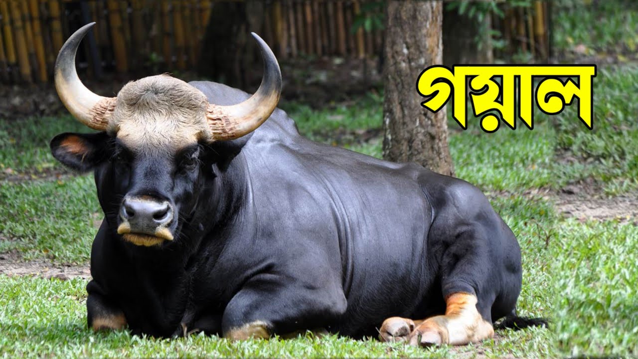পাহাড়ের রাজা 
