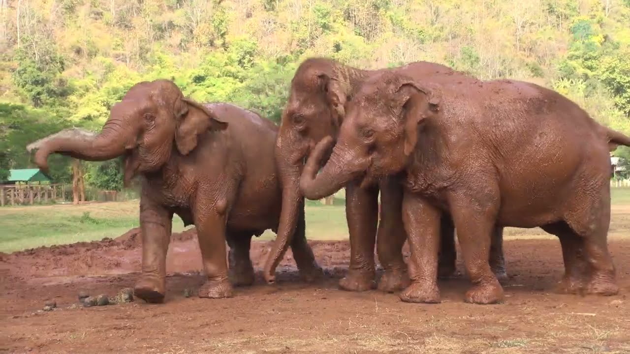 Top 10 The Happiness Moment Of Elephant Play At Elephant Nature Park - ElephantNews