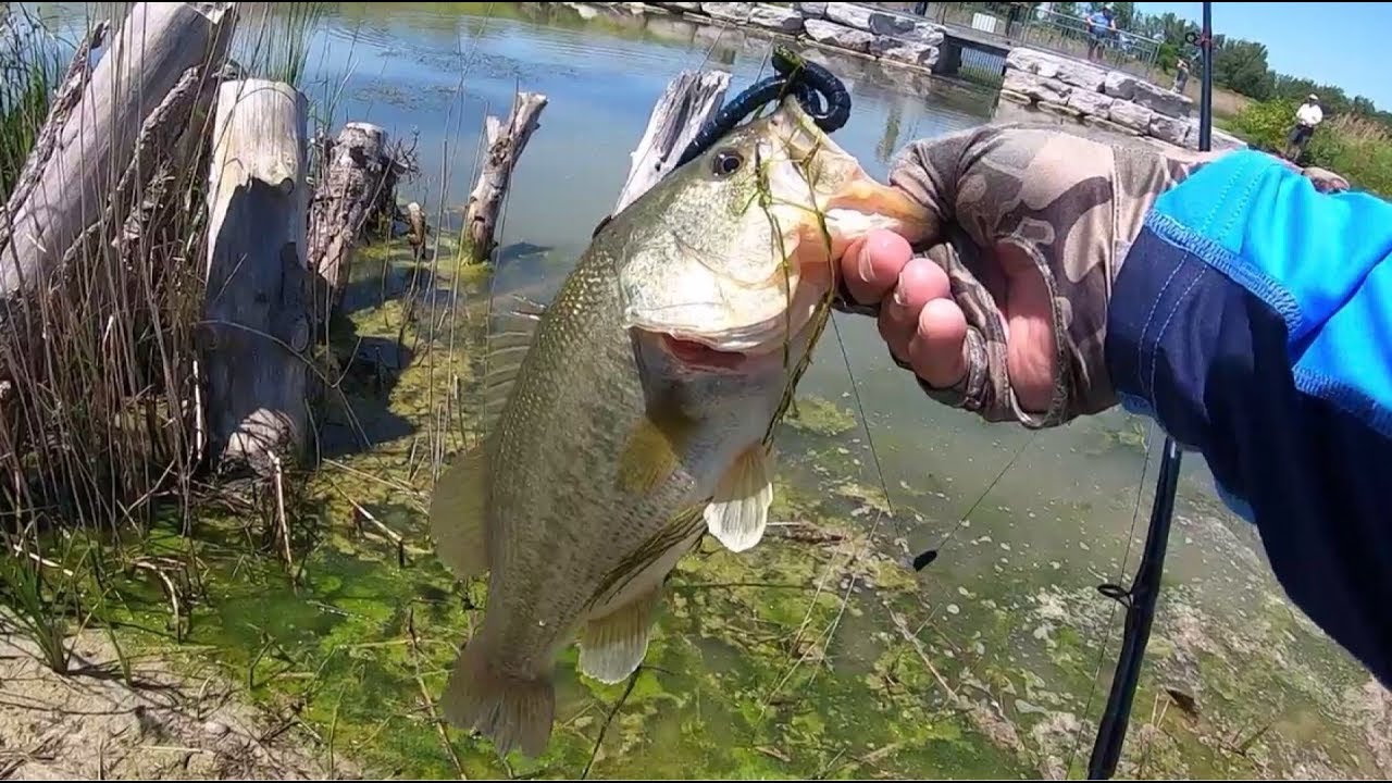 Toronto Fishing for Bass on Texas Rigged Worms 2019