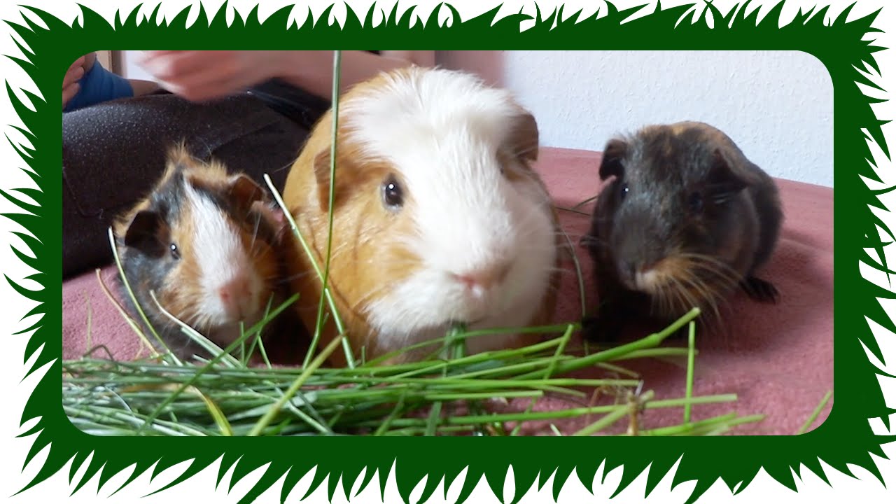 2 kleine Meerschweinchen ziehen um | Die Meeries