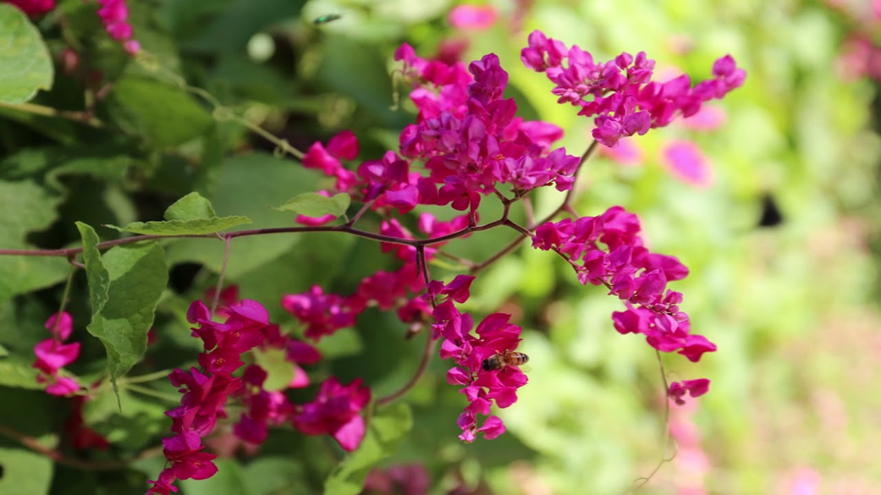 HAI SẮC HOA TIGÔN