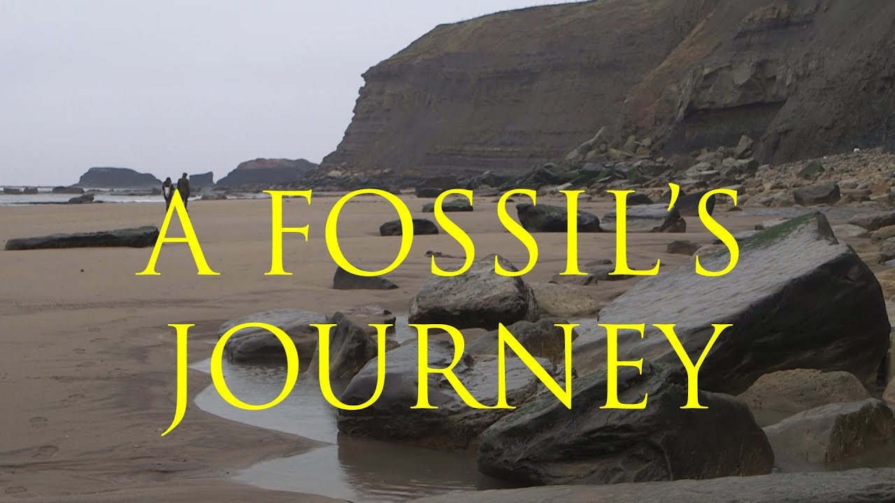 A Fossil's Journey – Short Documentary