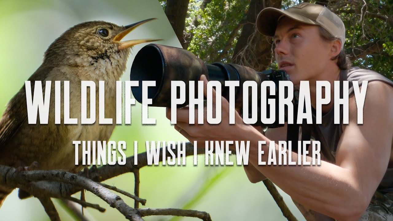 Bird & Wildlife Photography - Things I Wish I Knew Earlier