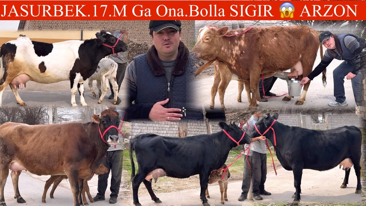 JASURBEK😳F💥🥛SUTDIR ONA BOLA SGIRLAR🔥17. Mil. GA ONA BOLA DEVODIMI E GAP YOʻQ ✊🏃