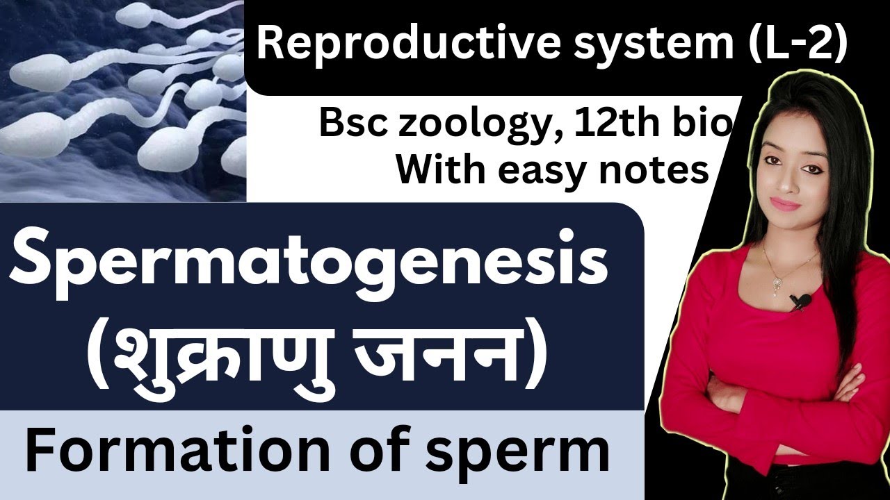 Reproductive system (L-2), Spermatogenesis in hindi, formation of sperm, lion batch, knowledge adda