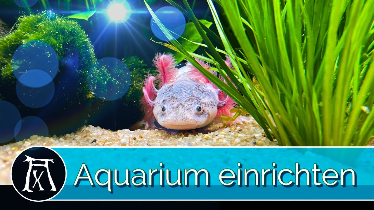 Axolotl Aquarium einrichten. 5 Dinge, die du bedenken musst.