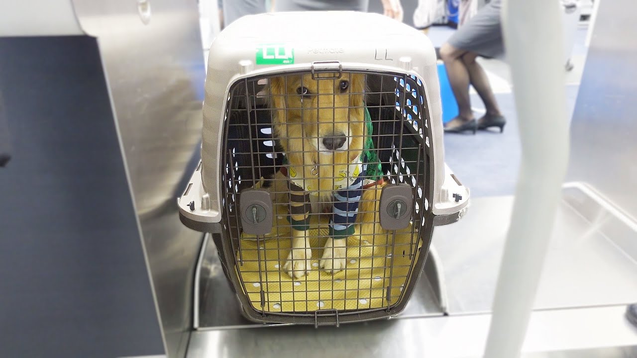 初めての飛行機に不安を隠せない愛犬【北海道旅行】
