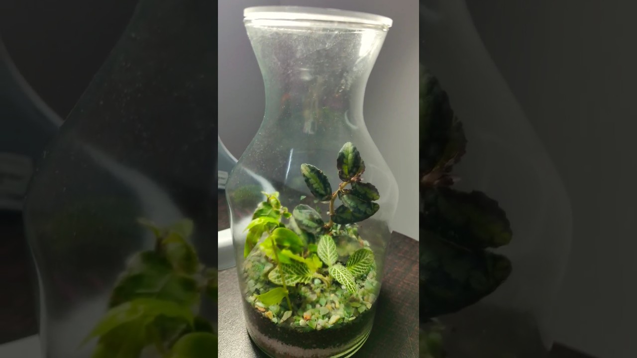 Closed Terrarium | plants | nature | ecosystem 